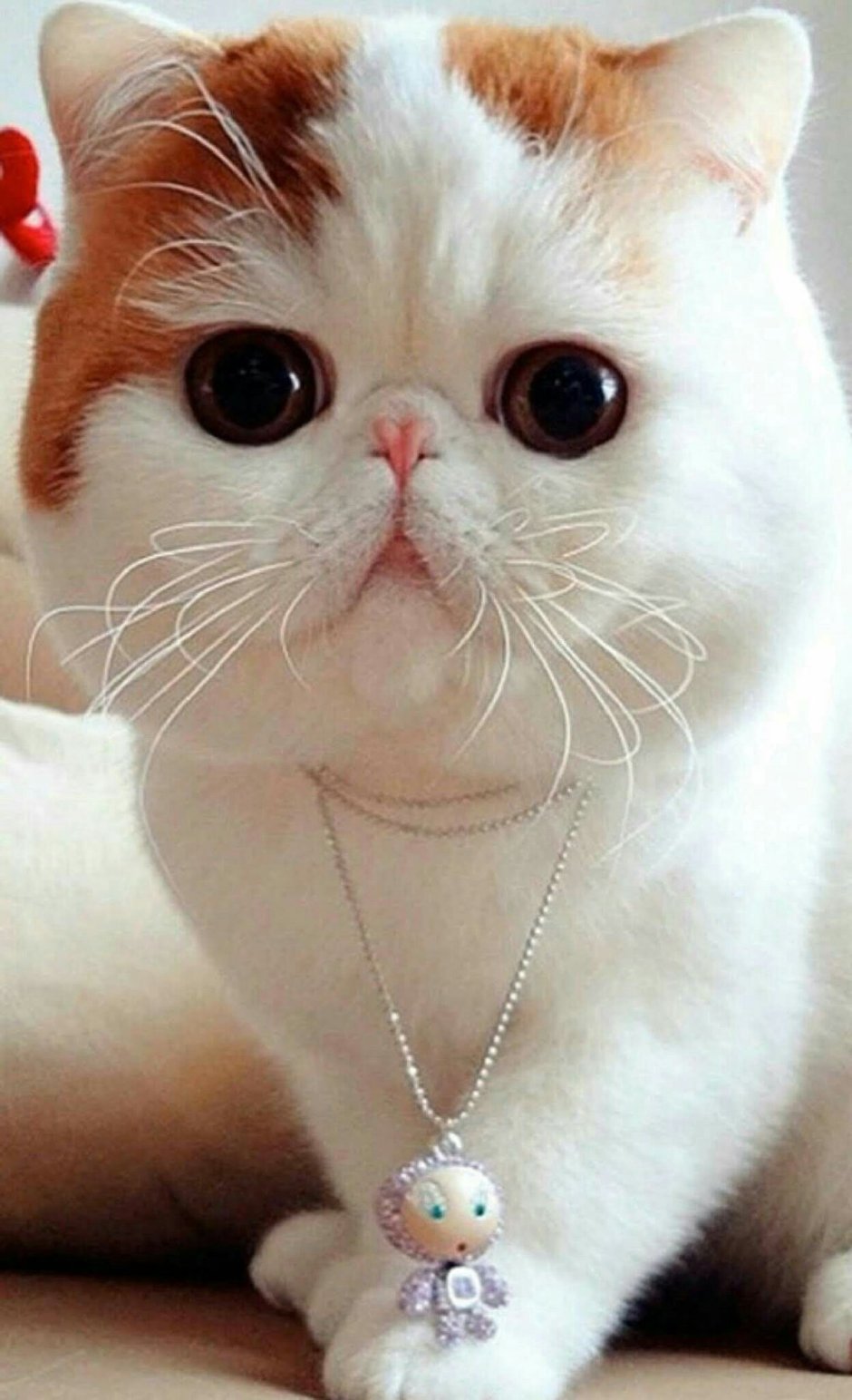 Экзотическая кошка