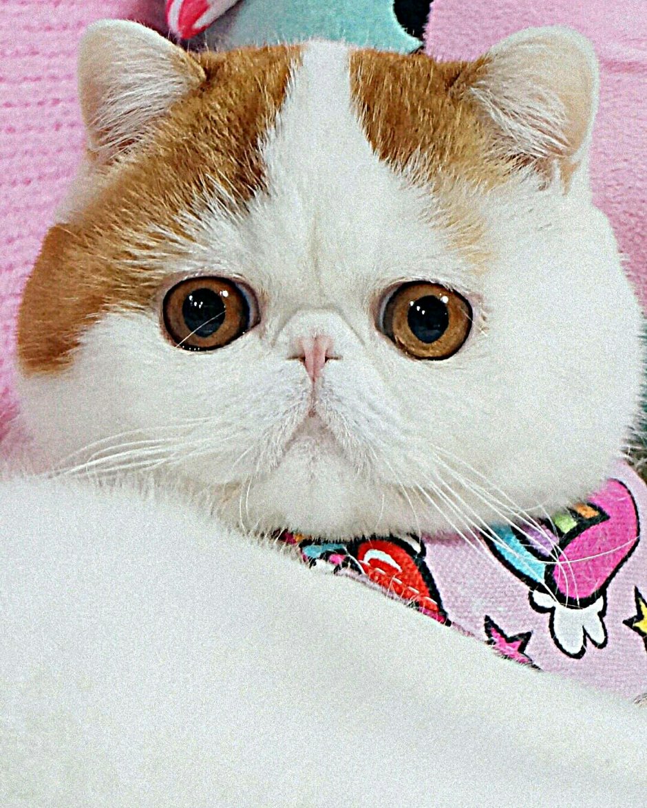 Котик с узкими глазами