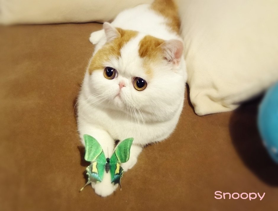Японские породы кошек не с приплюснутой рожей