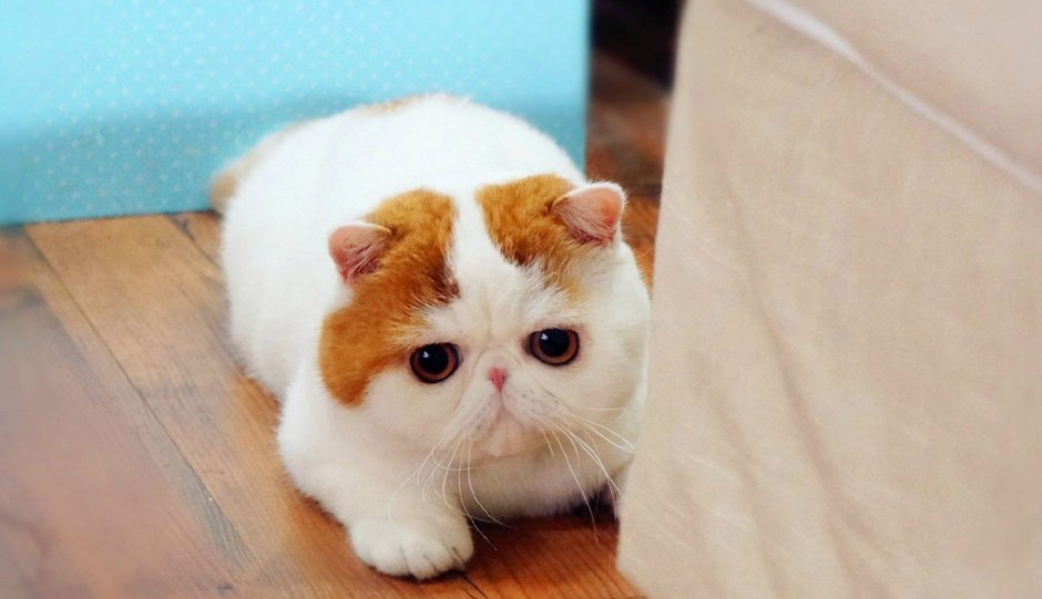 Вислоухий экзот