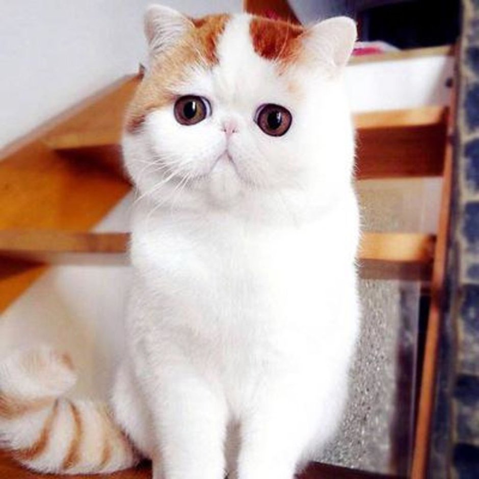 Японский кот Снупи