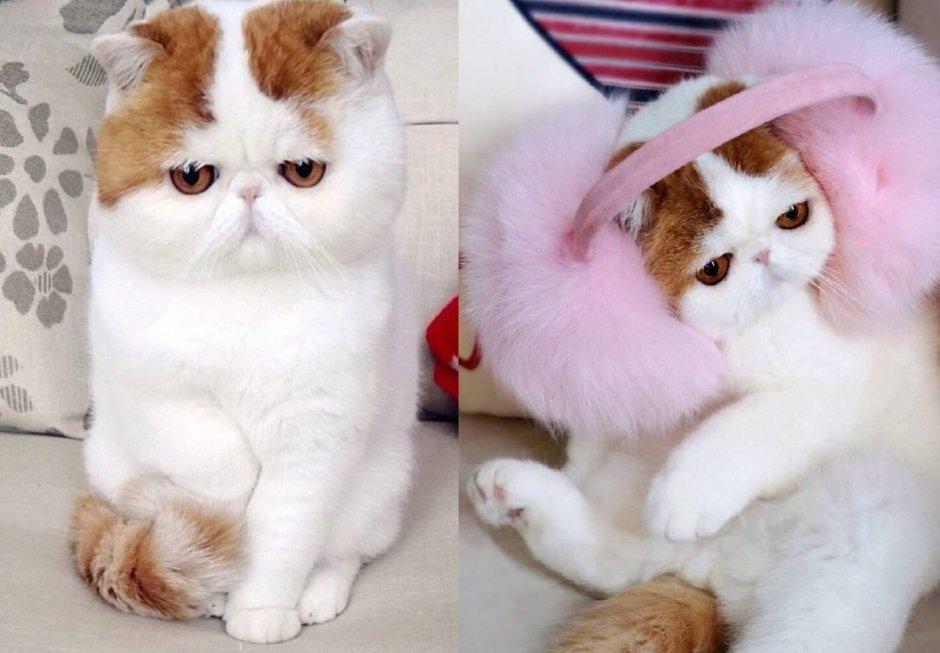 Рисунки для скетчбука котики милые
