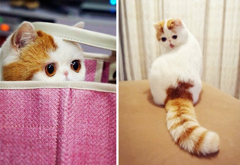 Японская кошка Снупи