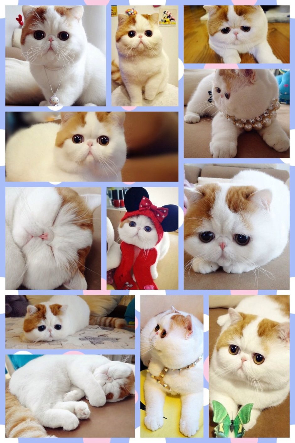 Кот породы Снупи