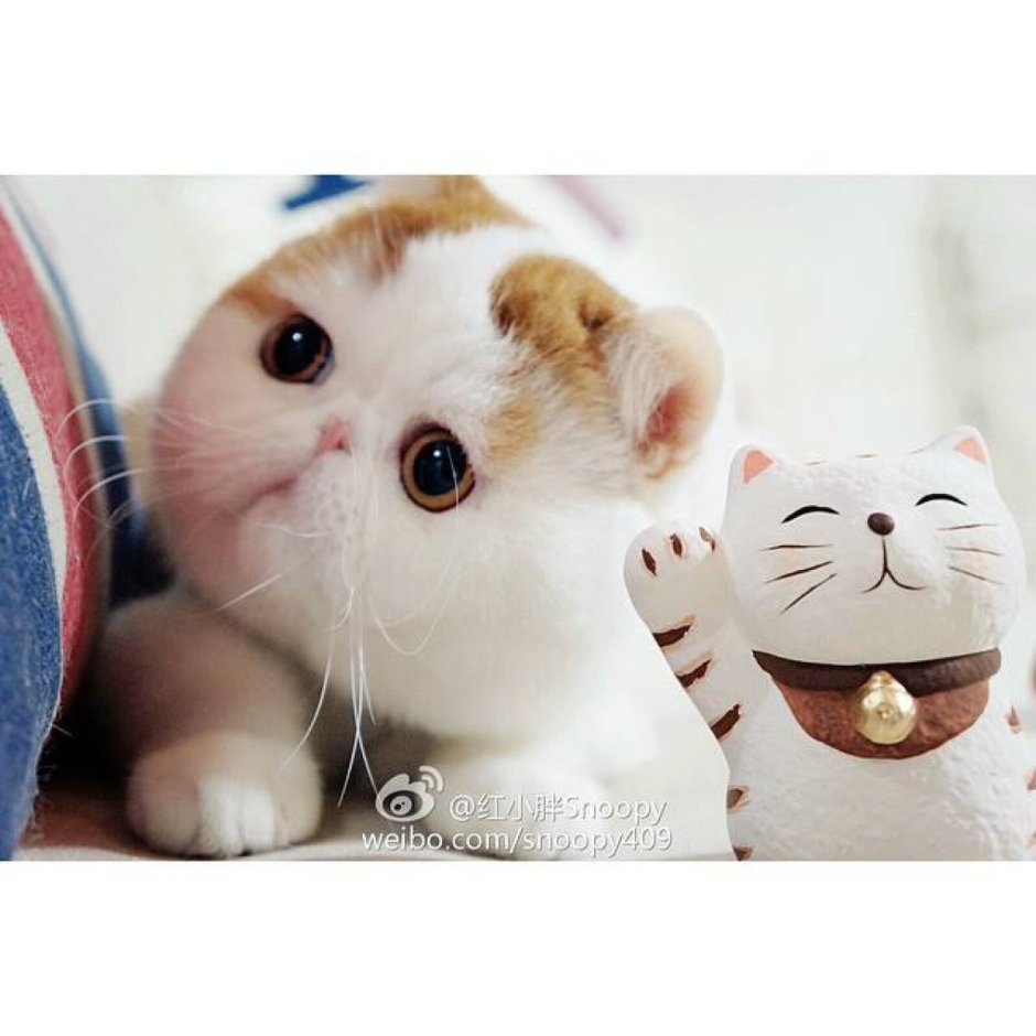 Коты Снупи
