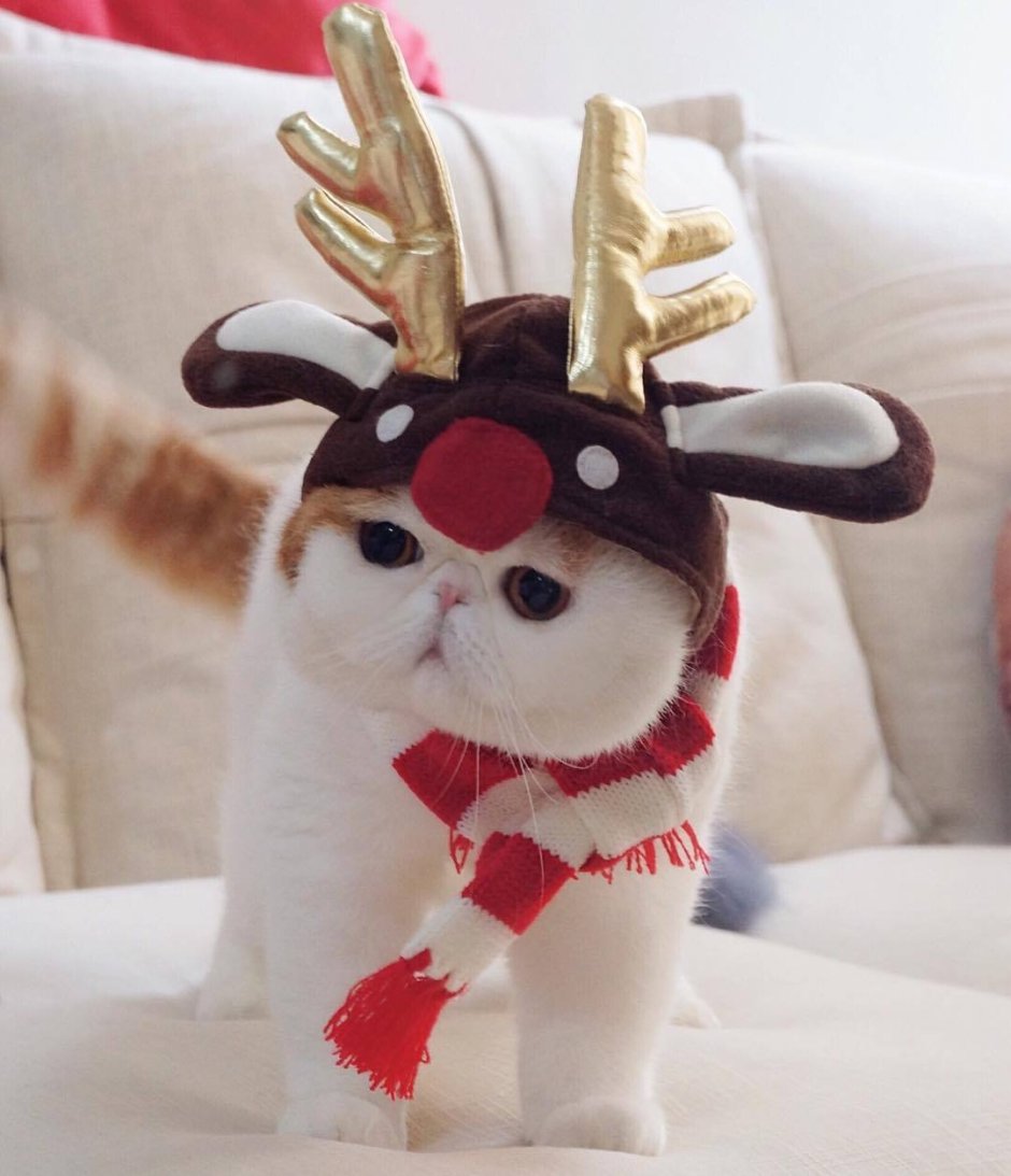 Кот Снупи котенок