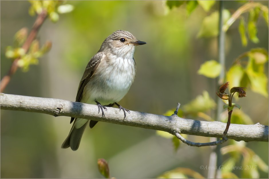 Мухоловка серая – Muscicapa striata (Pallas, 1764)