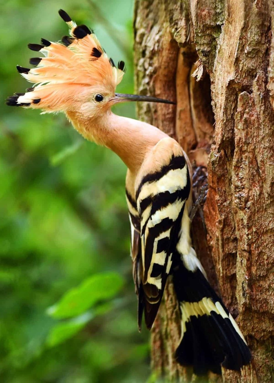 Удод (Hoopoe)