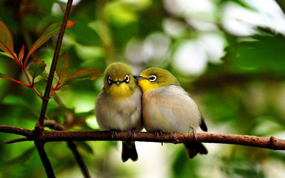 Природа птицы