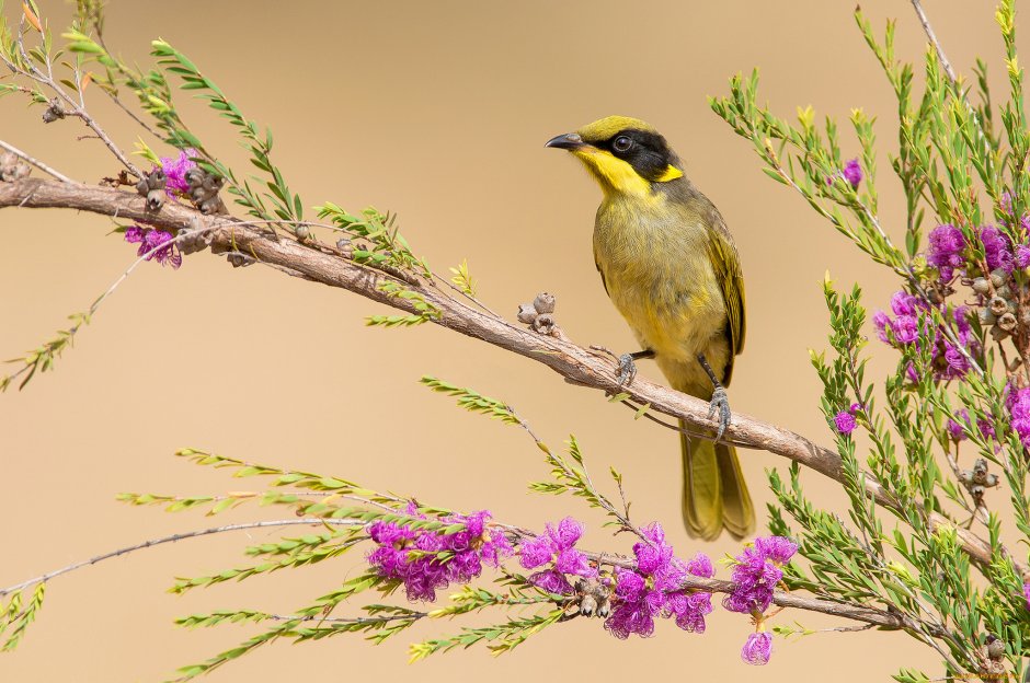 Lichenostomus melanops)