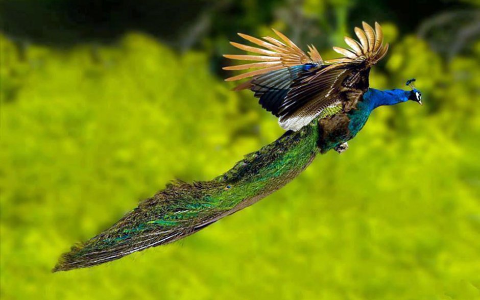 Kingfisher 96