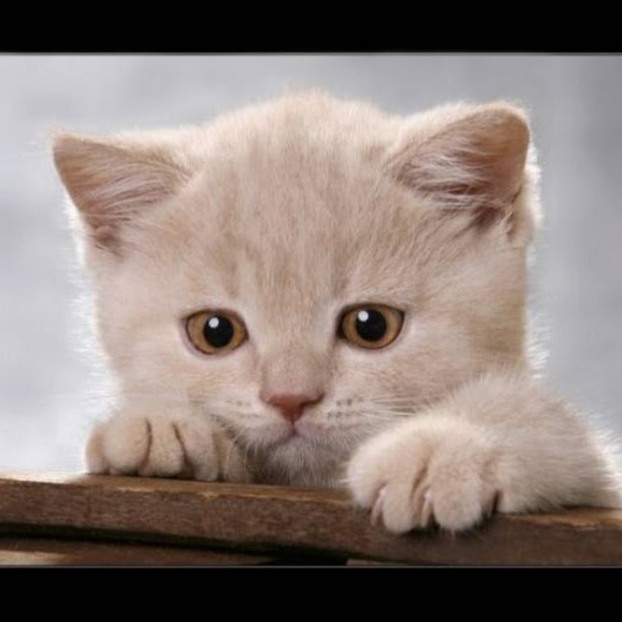 Персиковый кот с голубыми глазами