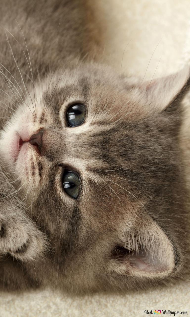 Шотландская короткошёрстная кошка