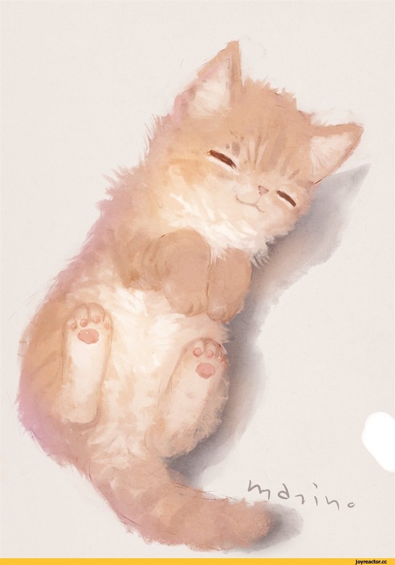 Котята Эстетика