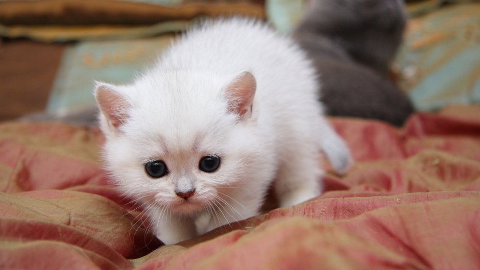 Котенка маленького бежевого цвета