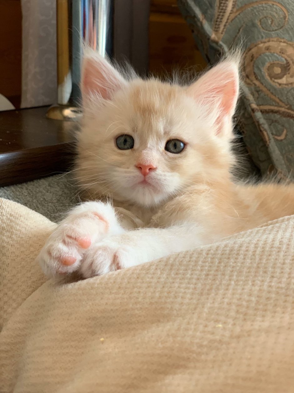 Котята персикового окраса