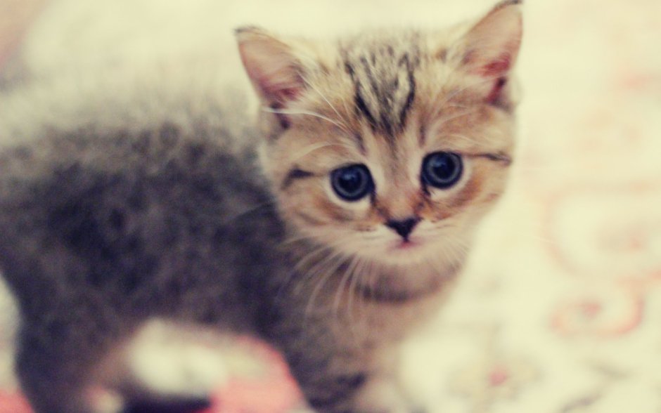 Самые милые котята на свете