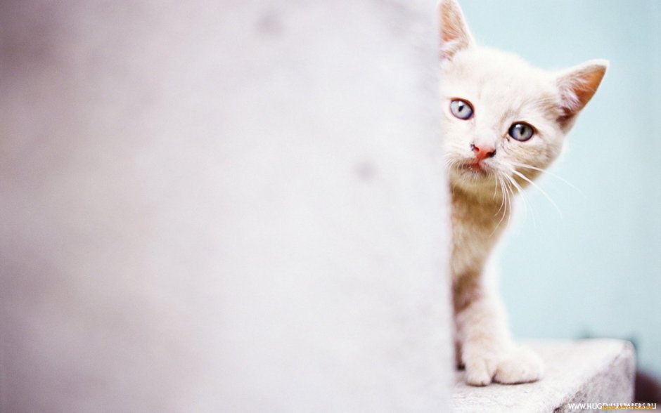 Котенок с карими глазами