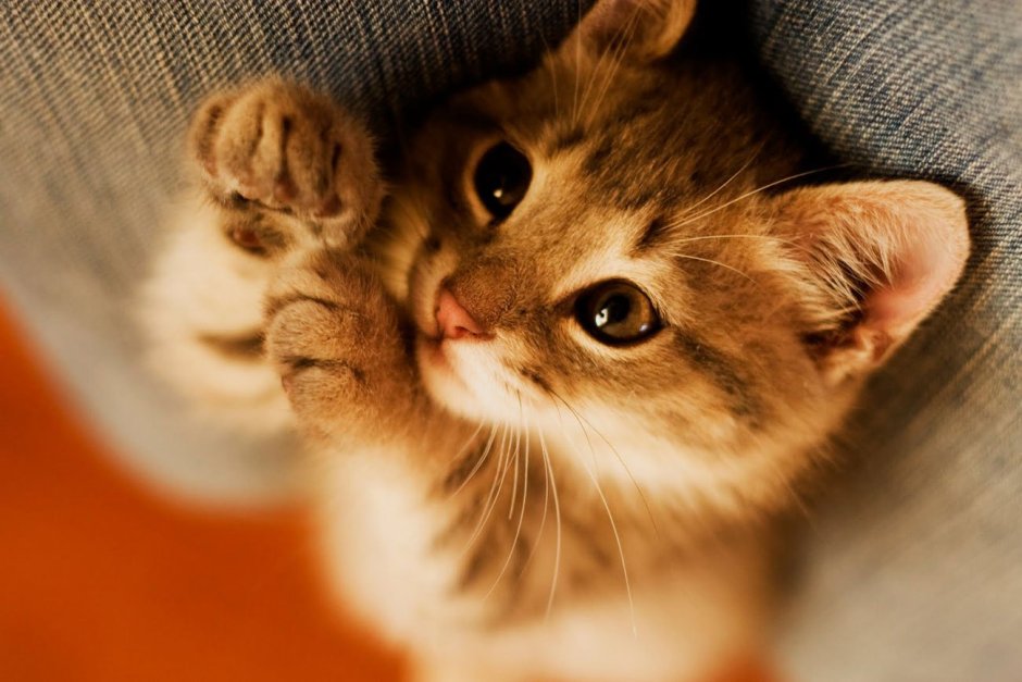 Милые кошки Эстетика