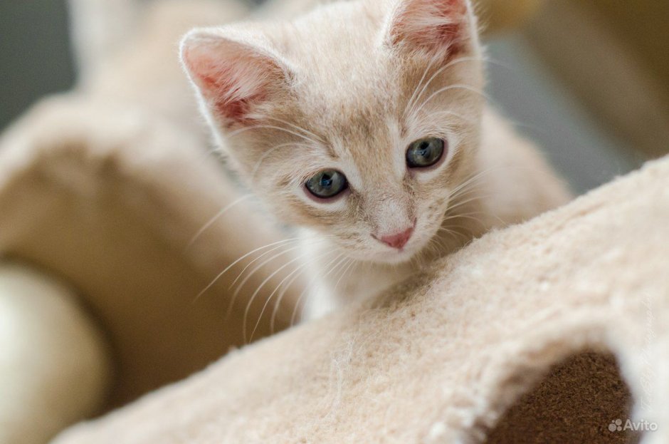 Животное бежевого цвета