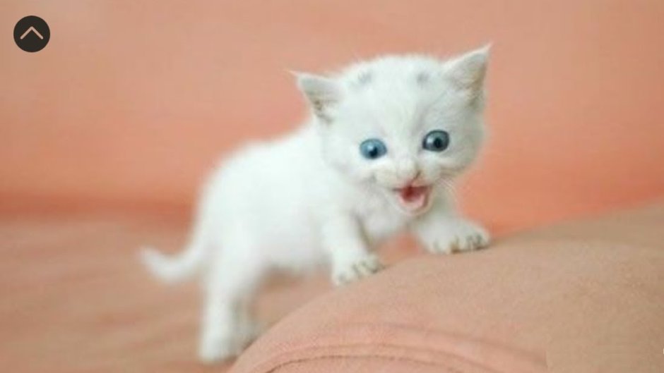 Милые кошки Эстетика