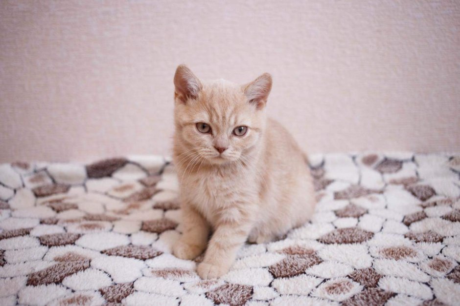 Невская маскарадная кошка