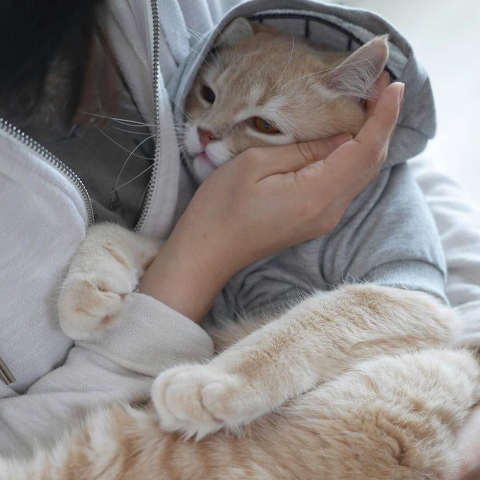 Милые котята сохры