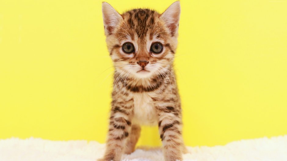 Супер милые котики