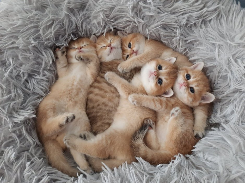 Шотландский кот камео