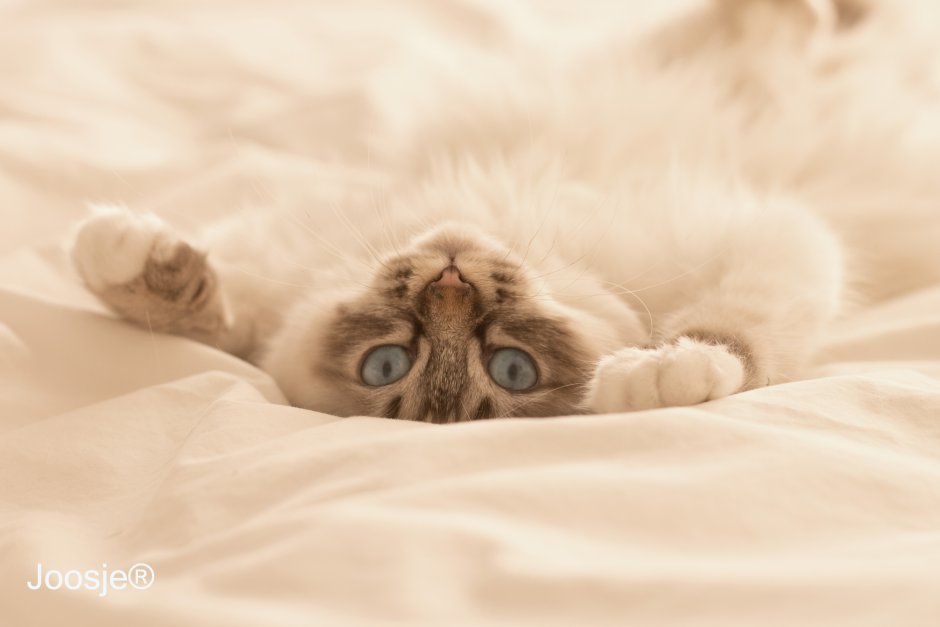 Милые котики Эстетика