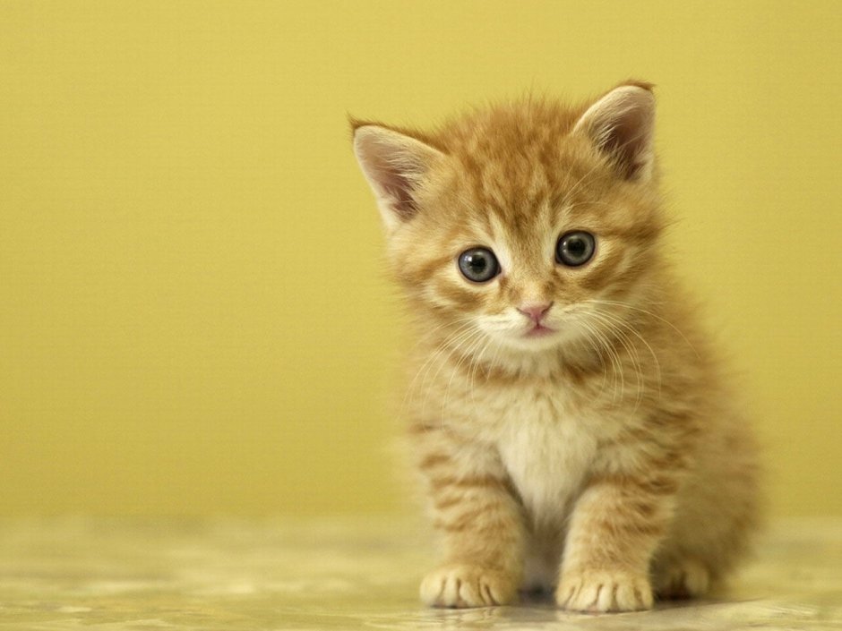 Сибирский гладкошерстный персиковый