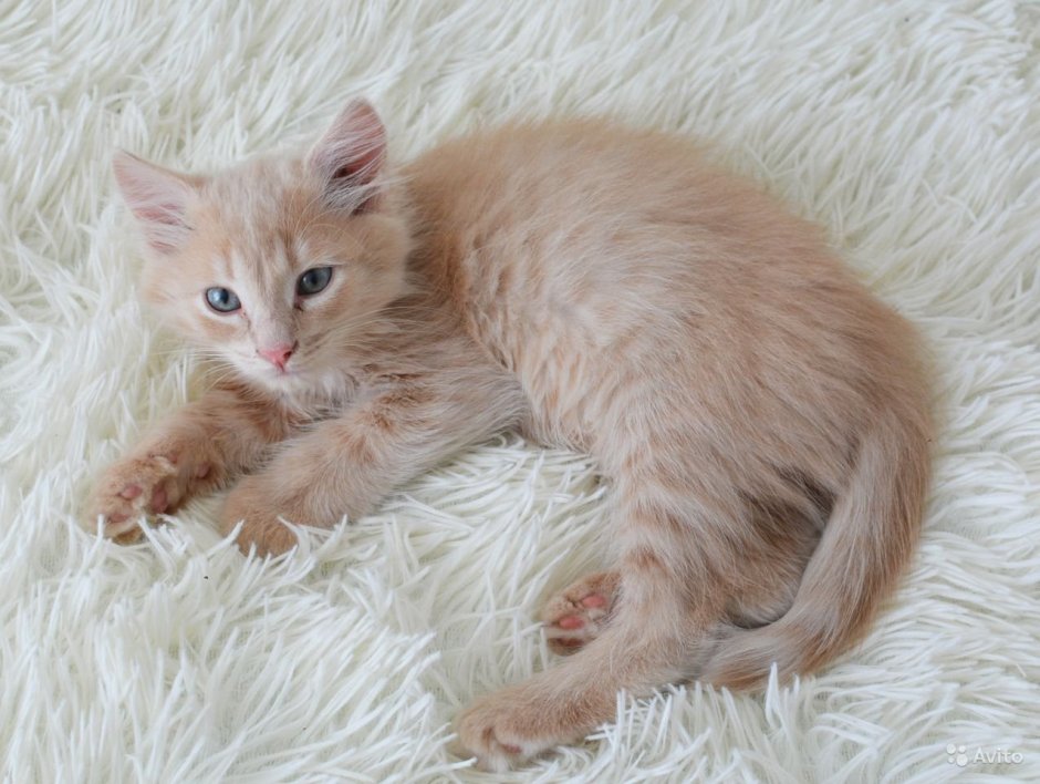 Котята Эстетика