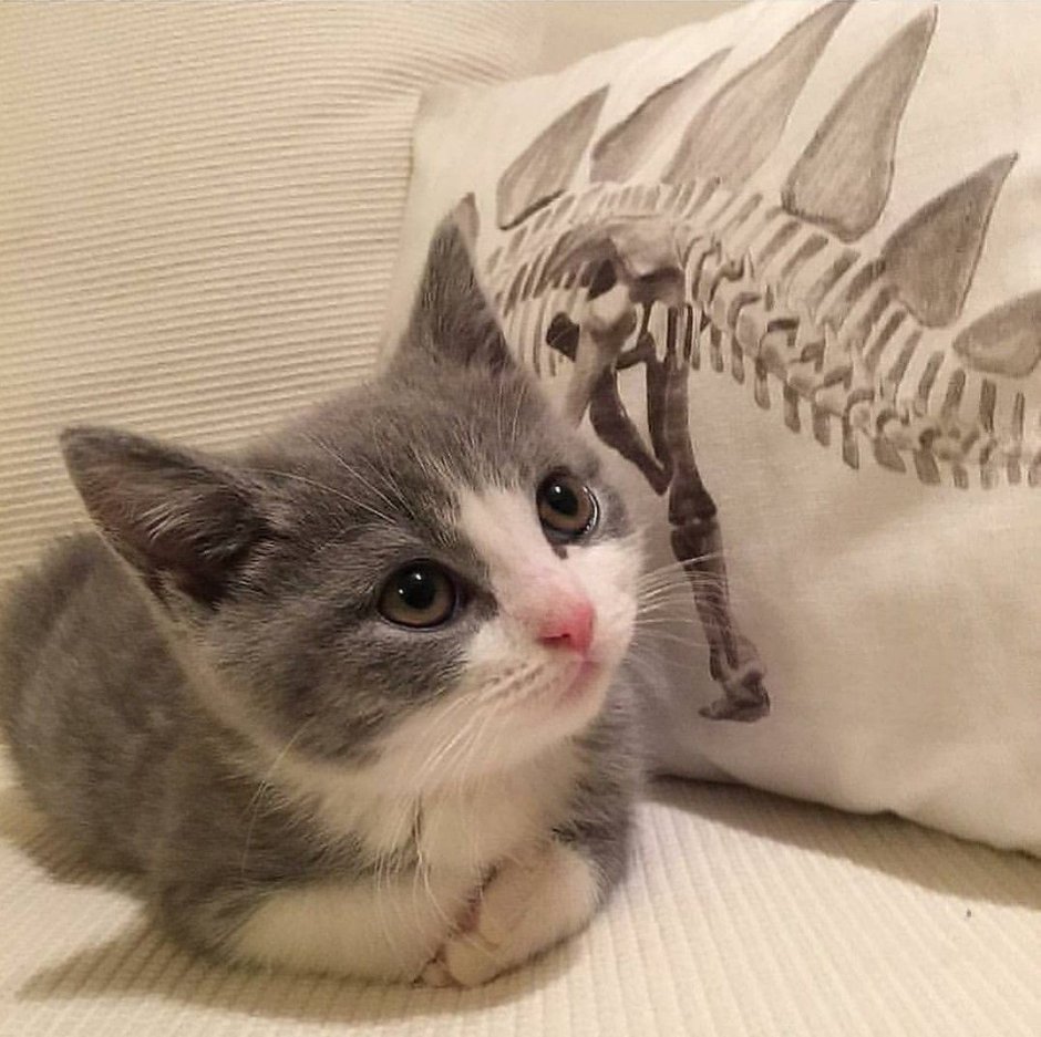 Милый котик