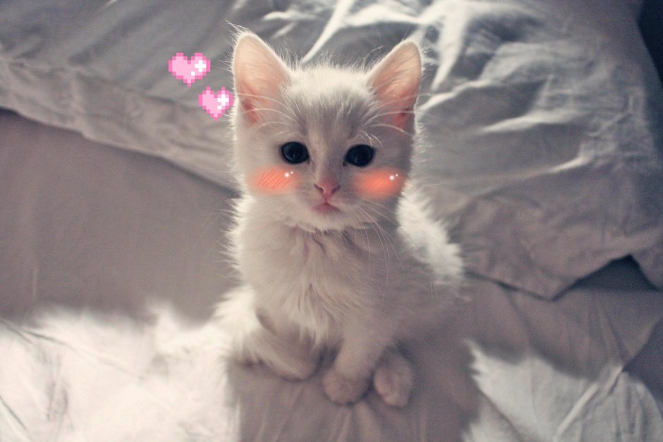 Нежные котики