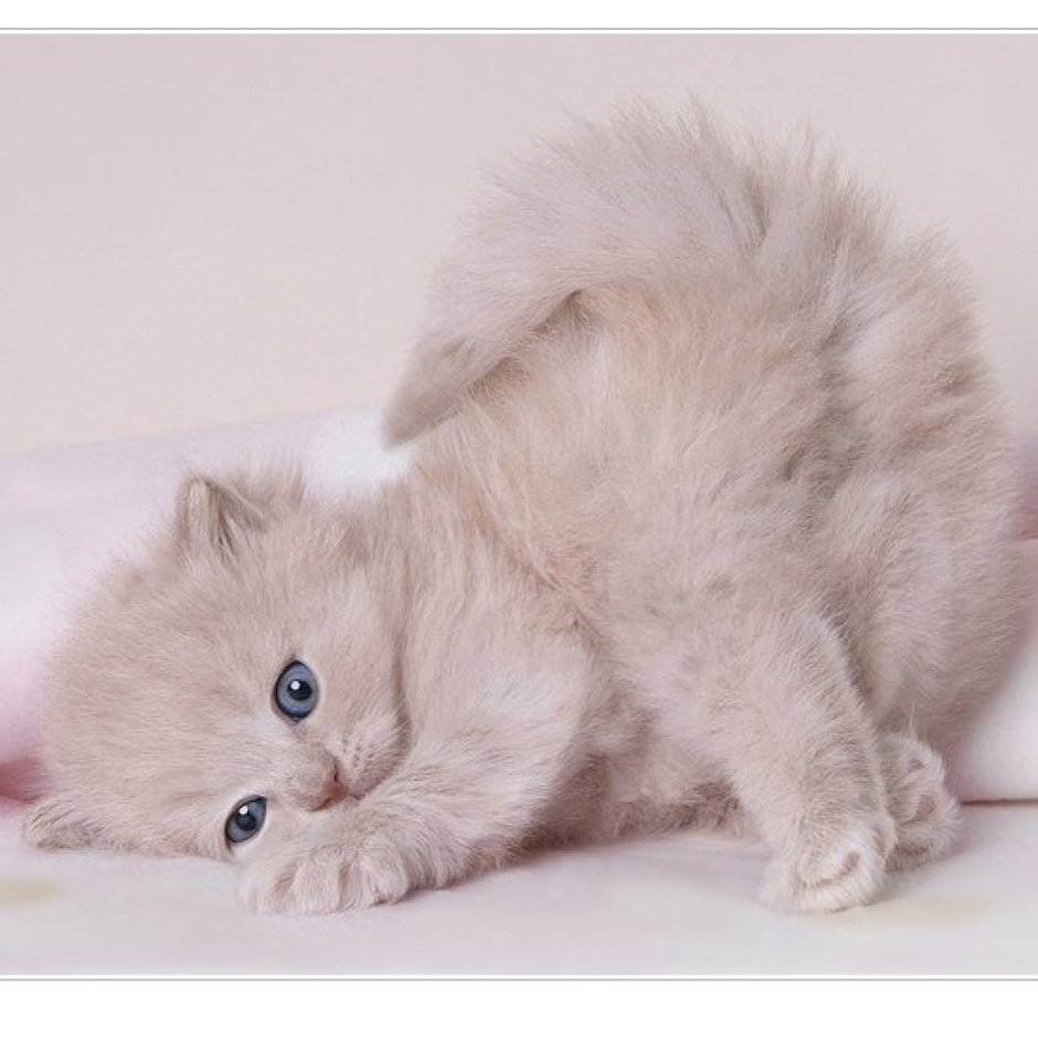 Милые кошечки