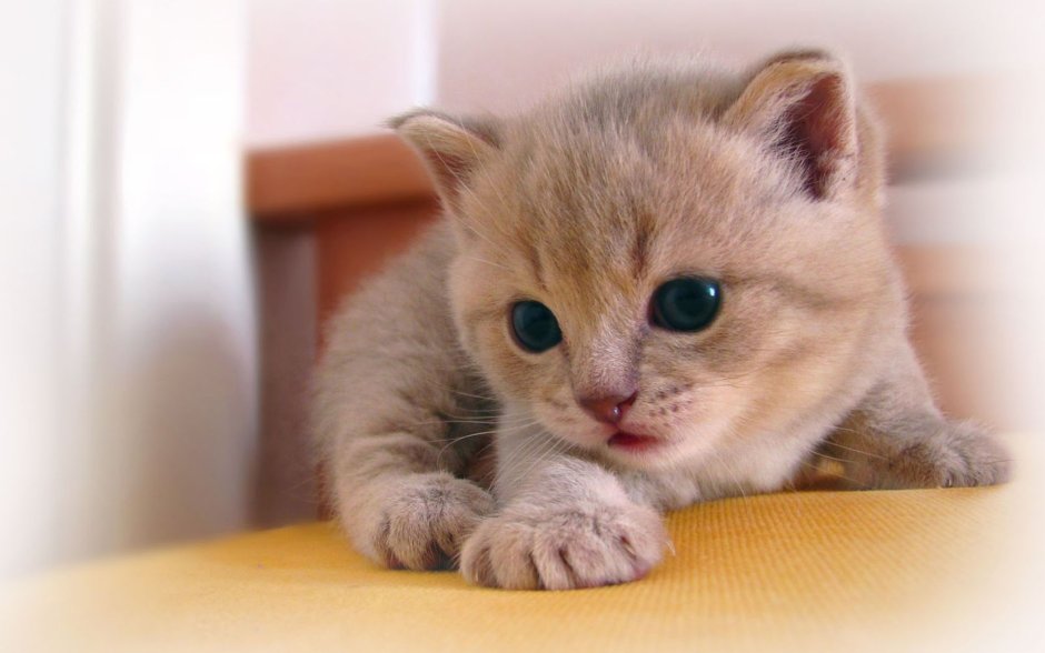 Котики на бежевом фоне