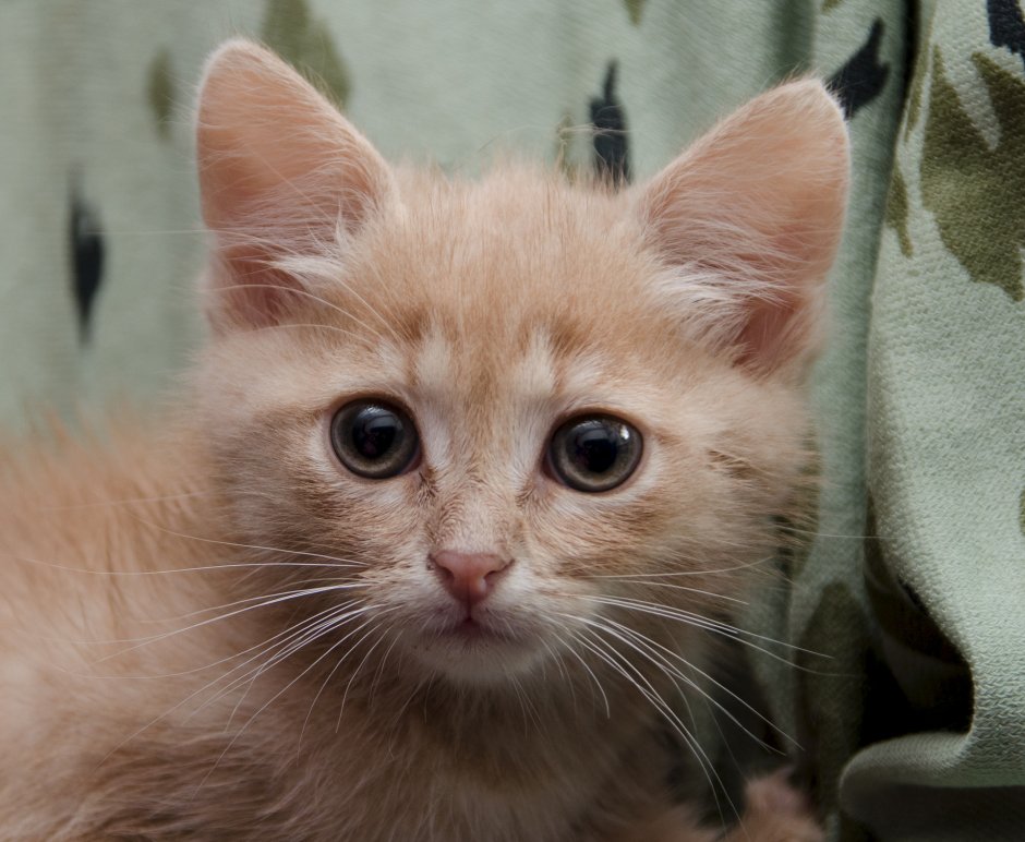 Милые котята на белом фоне