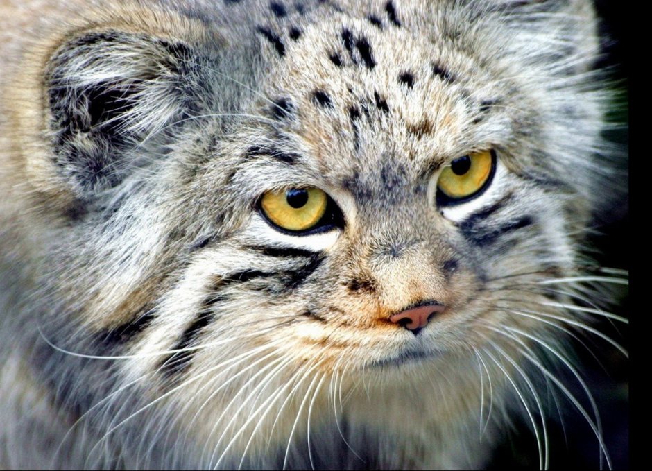 Кот Манул загрыз