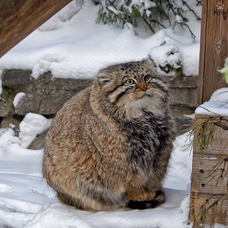 Кошки дикие сибири