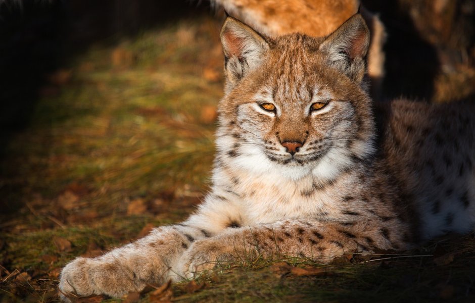 Обыкновенная Рысь Lynx Lynx