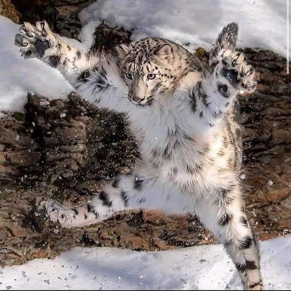 Кот Манул зимой