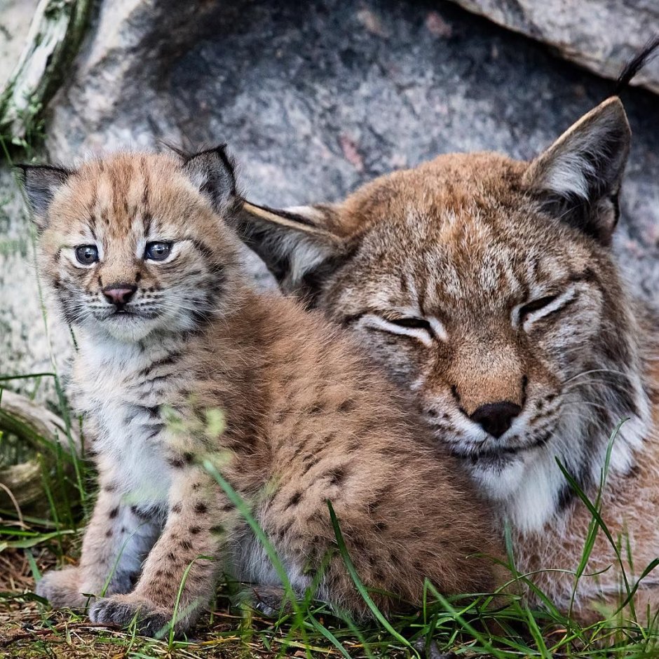 Кот Манул зимой