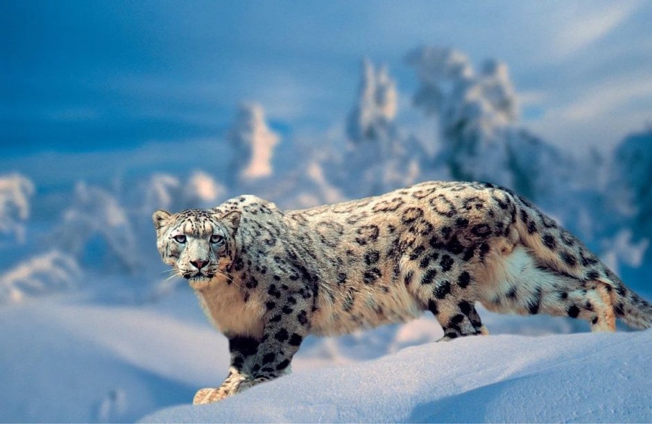 Кавказская Лесная кошка Felis Silvestris Caucasica