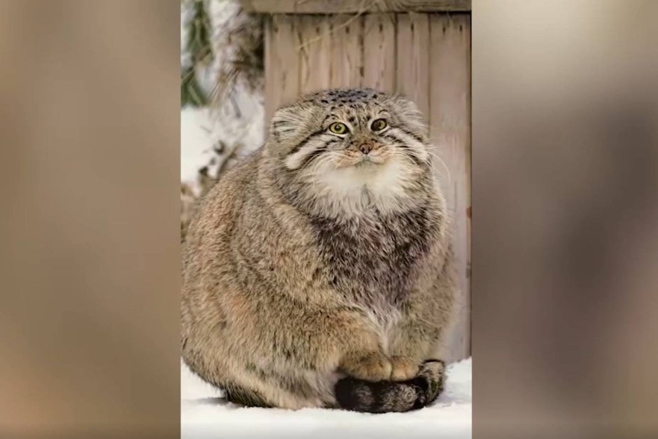 Кот Манул
