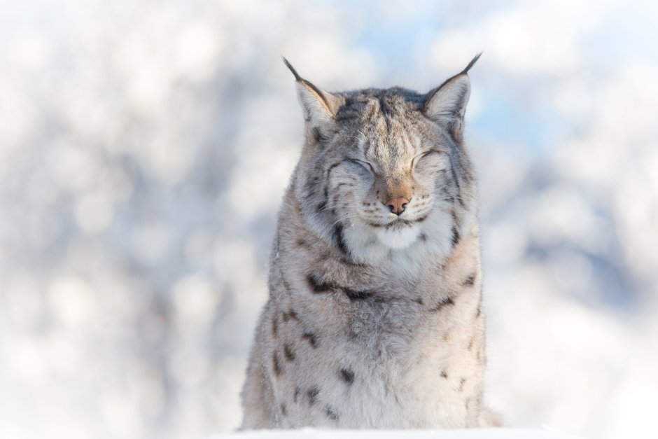 Рысь - Lynx Lynx (Linnaeus, 1758)