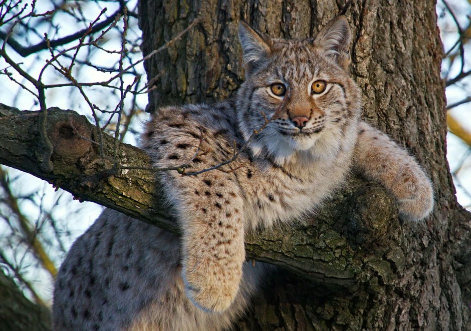 Кошки породы Ирбис