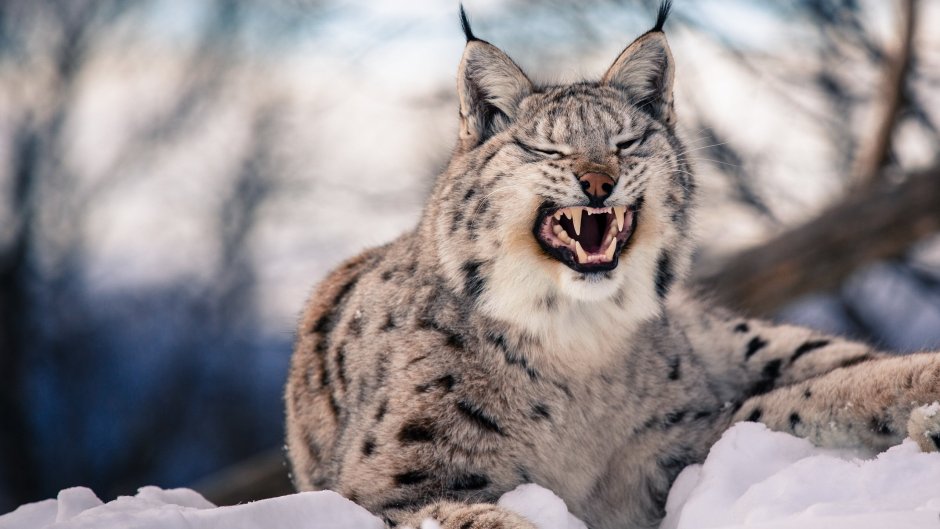 Бобкэт кошка