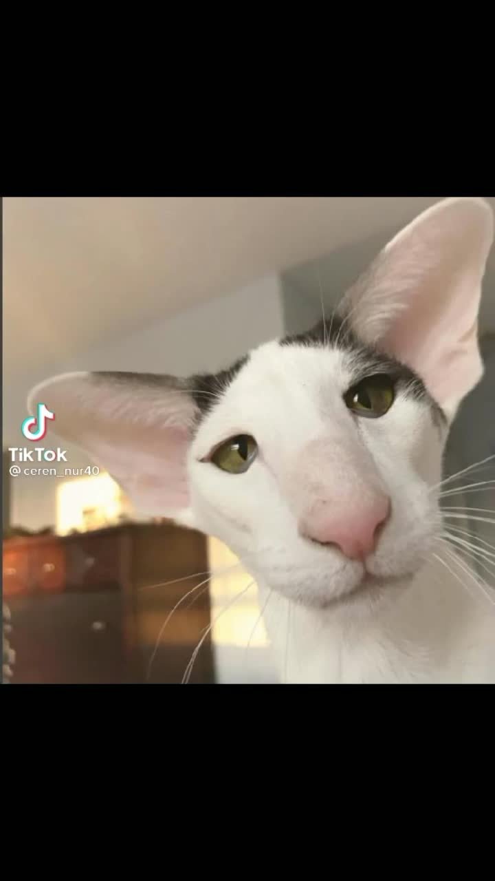 Грузинские коты ориенталы