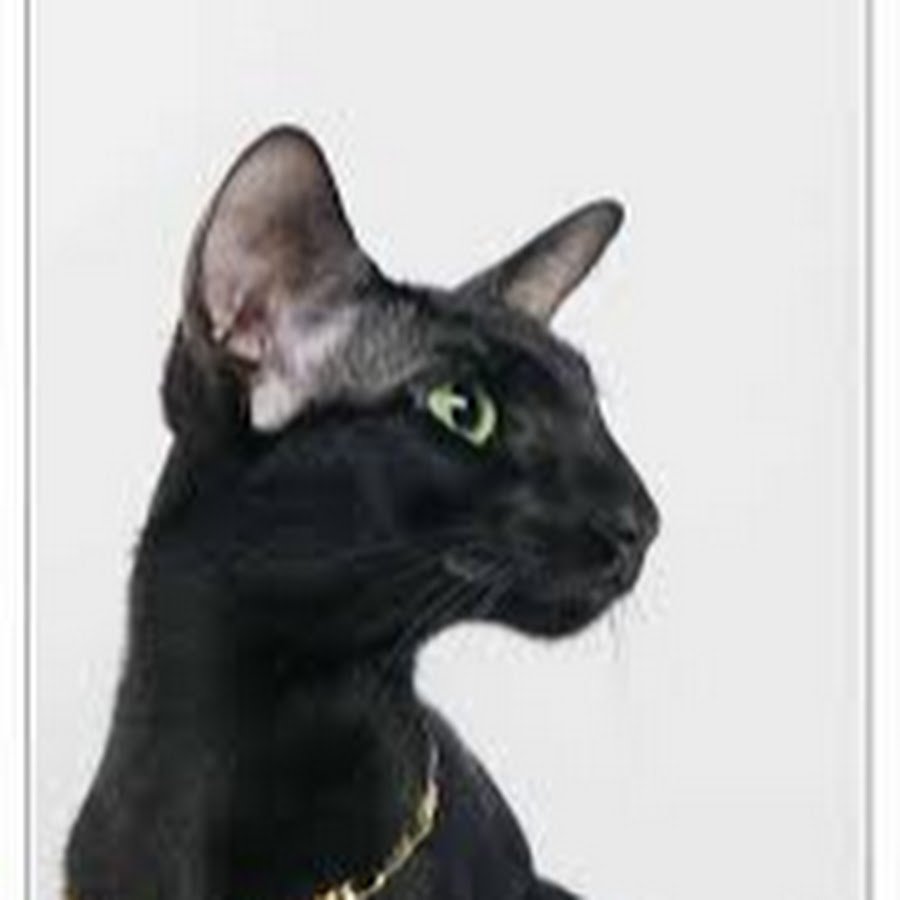 Ориентальная порода кошек