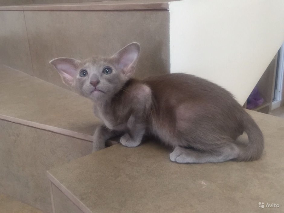 Кот Ориентал лиловый окрас